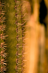 Dry environment with cactus on desert