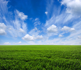 Fototapeta premium green field