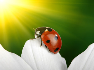 Ladybug and flower
