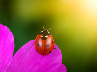 Ladybug and flower