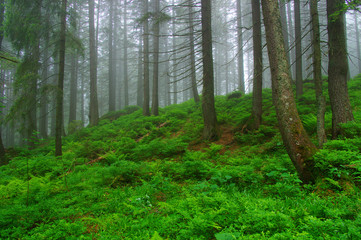 Trees in forest