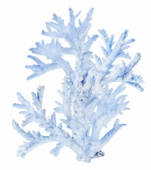 Naklejka premium large light coral blue branches on white