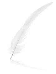 light gray thin long feather with reflection