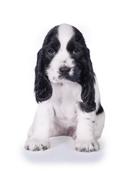 Little english cocker spaniel puppy sitting isolated on white