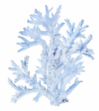 large light coral blue branches on white