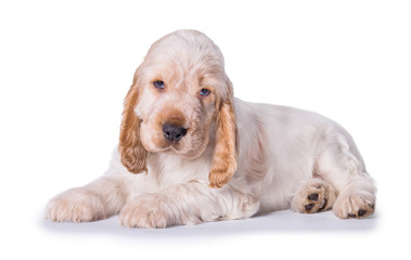 English cocker spaniel puppy lying isolated on white