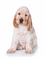 Lovely english cocker spaniel puppy sitting isolated on white