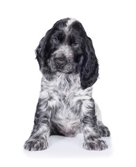 English cocker spaniel puppy sitting isolated on white