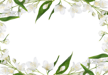 white frame from isolated jasmine branches