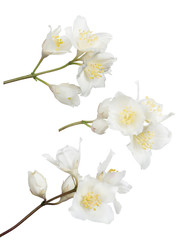Fototapeta na wymiar set of three jasmin branches with flowers