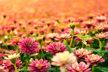 Flowers background in the garden