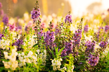 Obraz premium lupins flower blooming in the sunset