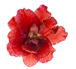 bright red single isolated violet flower