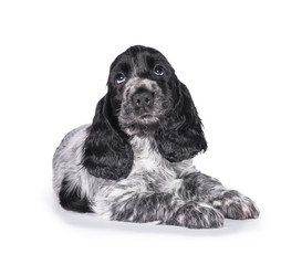 Adorable english cocker spaniel puppy looking up isolated on white