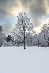 Fototapeta na wymiar Arctic Snow- Covered Tree