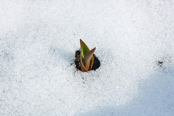 Tulip flower coming out from real snow