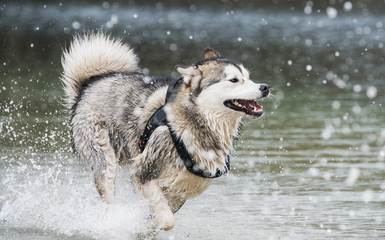 alaskan Malamute dog