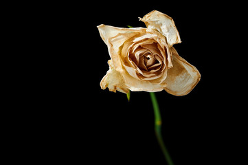 Fototapeta na wymiar Verwelkte Weiße Rose