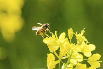 Honey bee flying