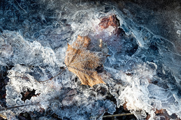 Frozen Leaf