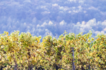 Weinreben 5