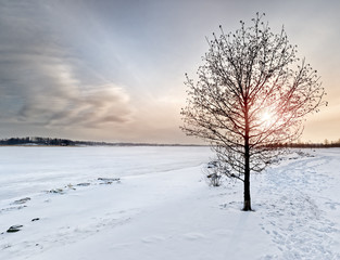 Winter Evening Landscape