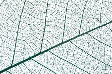 Skeleton of leaf on a white background.