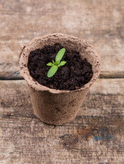small green seedings in round pots