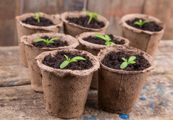small green seedings in round pots