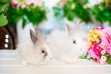 Two white fluffy rabbit on the bench