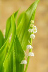 muguet