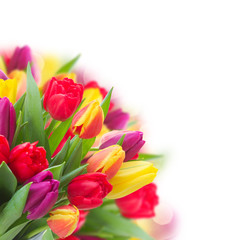 bouquet of  yellow, purple and red  tulips