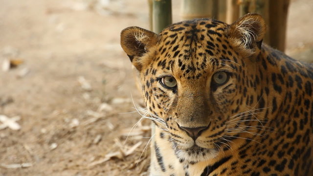 leopard  (Panthera pardus) pay attention to listen to the sound around that area