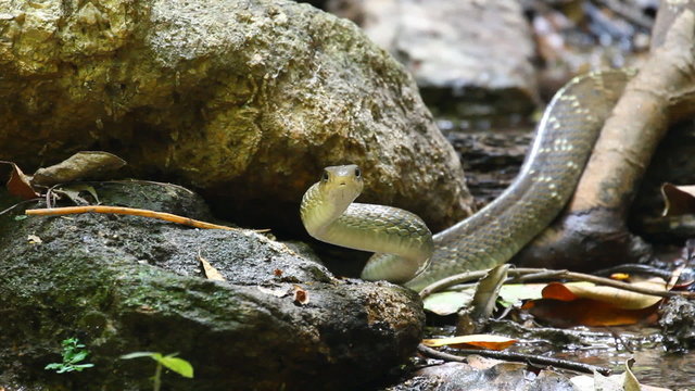 Keeled Rat Snake (Ptyas carinatus ) moving like a dancing. Keeled Rat Snake found in Southeast Asia.