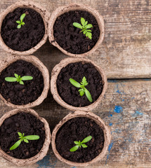 small green seedings in round pots