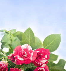 Red roses bouquet with free space for text.