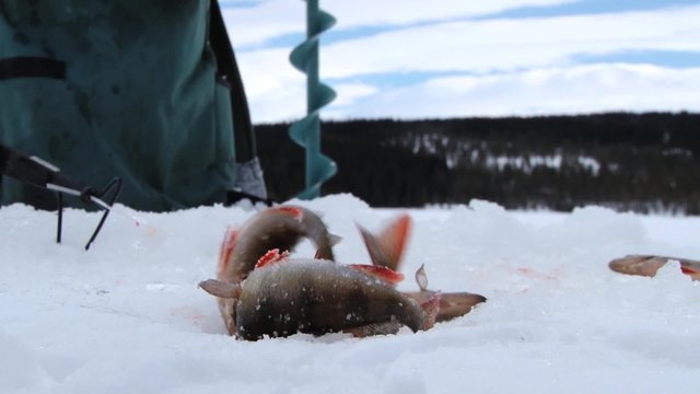 Fresh caught fish moves on ice at winter ice fishing in Trysil, Norway. 
