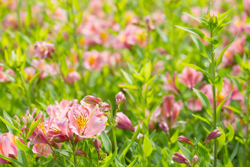 Blossoming pink day lily