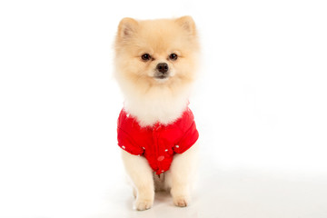 Obraz premium soft,pomeranian dog short hair on white background