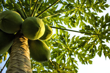 Green papaya on the tree, Thailand