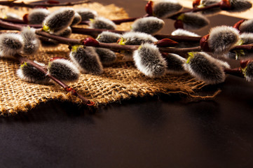 Pussy willow twigs isolated on black background