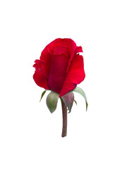 bright beautiful  red rose