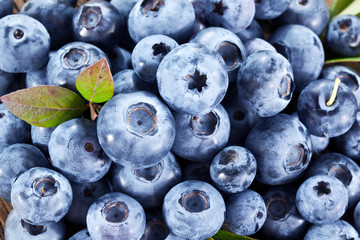 Ripe blueberries - food background. Macro shot.