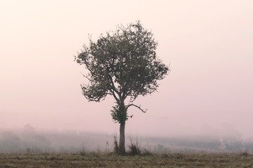 Obraz premium Alone tree with morning fog