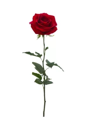 Abwaschbare Fototapete Rosen Leuchtend rote Rose