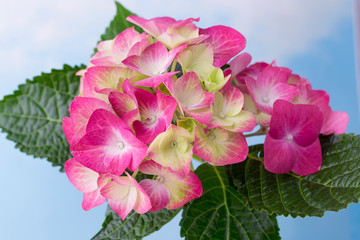 Pink flower hydrangea on blue background.