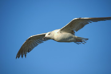 Fototapeta premium white seagull on blue sky