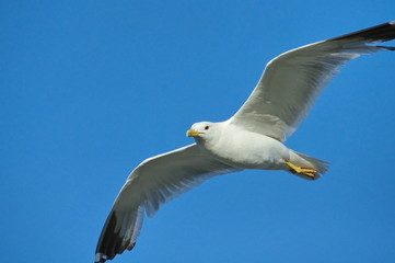 white seagull on blue sky