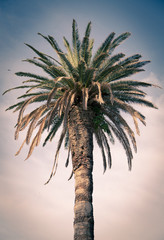 Green palm tree in Croatia