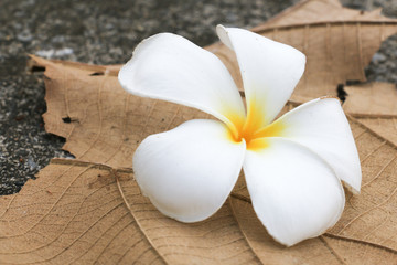 Obraz na płótnie Canvas white flower 241